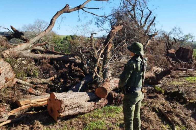 Polícia Ambiental durante fiscalização de corte ilegal de árvores em Goioerê.