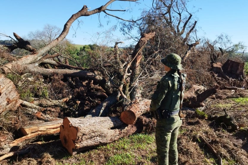 Polícia Ambiental durante fiscalização de corte ilegal de árvores em Goioerê.