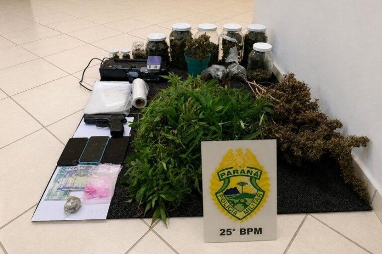 Maconha e pés de maconha apreendidos pela PM em Umuarama.