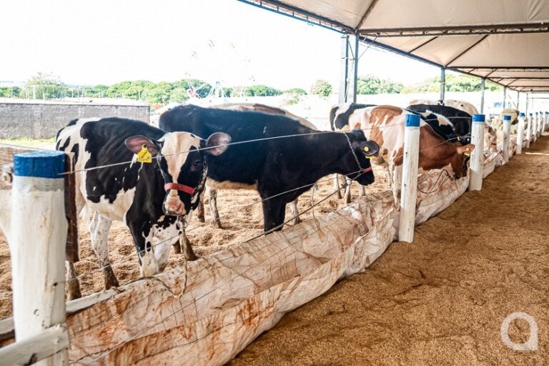 Milkfest começa nesta quarta com entrada gratuita e programação para toda a família