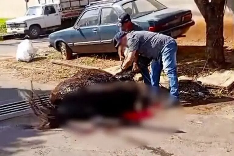 Puxado por caminhonete, burro cai em bueiro, quebra patas e é sacrificado em Umuarama