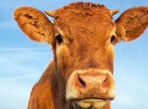 Pecuarista denuncia furto de novilha e vaca leiteira em propriedade rural de Icaraíma