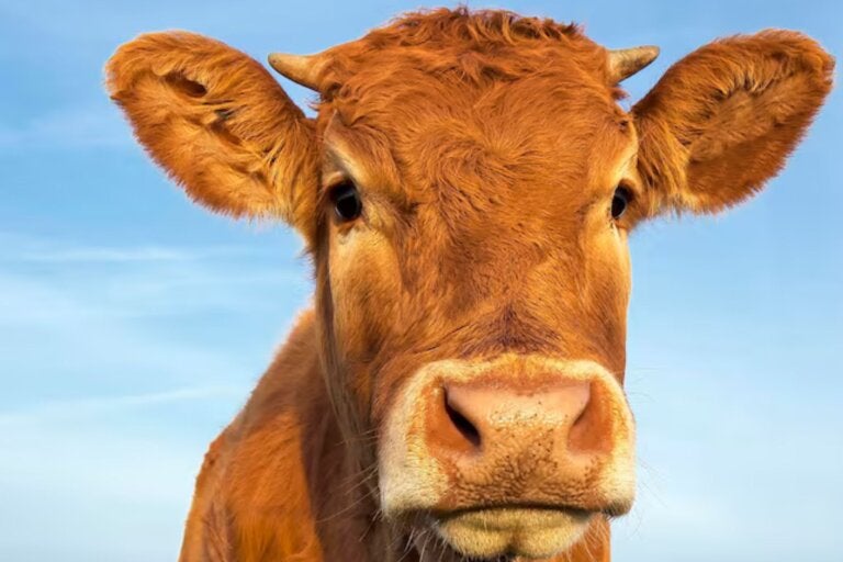 Pecuarista denuncia furto de novilha e vaca leiteira em propriedade rural de Icaraíma