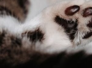 Gato morto é descartado em frente a residência e caso é investigado em Douradina
