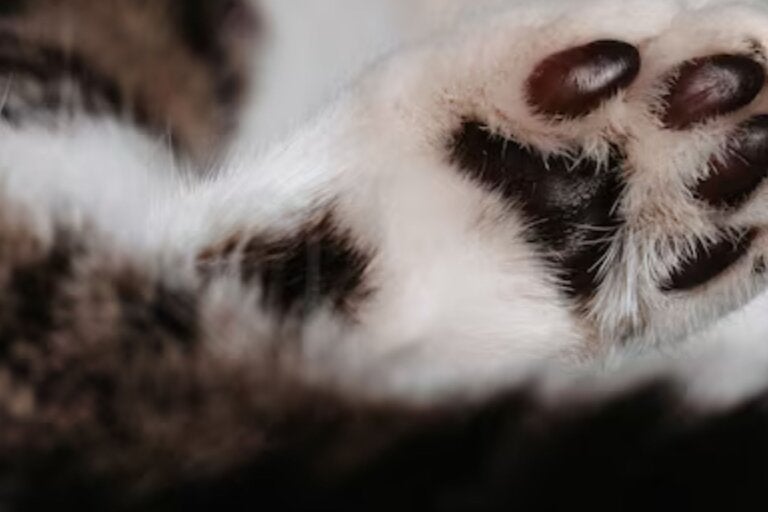 Gato morto é descartado em frente a residência e caso é investigado em Douradina