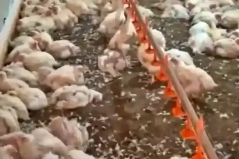 Mais de 24 mil aves morrem após queda de energia elétrica em propriedade rural; vídeo