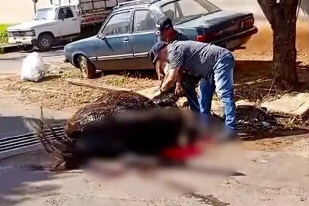 Dono de burro que precisou de eutanásia é multado em R$ 3 mil pela Polícia Ambiental