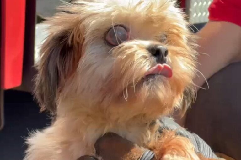 ‘Bicho não é lixo’: cão cego é resgatado de bueiro após possível abandono em Umuarama; vídeo