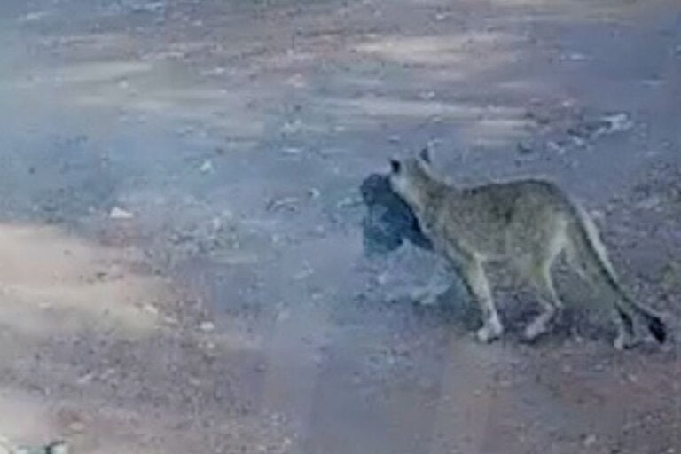 Após ataque que matou 34 ovelhas, onça-parda volta a ser filmada em Assis Chateaubriand; vídeo