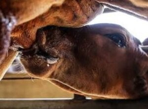 Três bezerras são furtadas de propriedade rural em São Jorge do Patrocínio