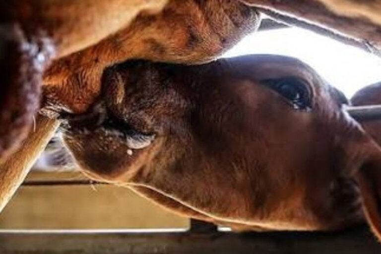 Três bezerras são furtadas de propriedade rural em São Jorge do Patrocínio