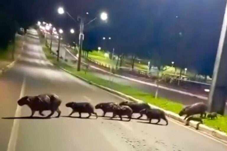 Capivaras provocam o engarrafamento mais feliz da avenida Paraná; confira o passeio
