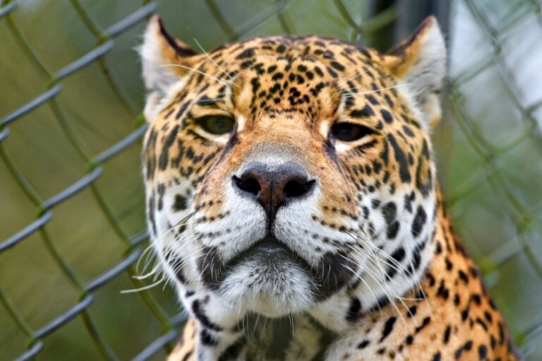 IAT atualiza lista da fauna ameaçada de extinção no Paraná e chega a 345 espécies