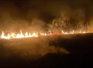 Incêndio às margens de rodovia.