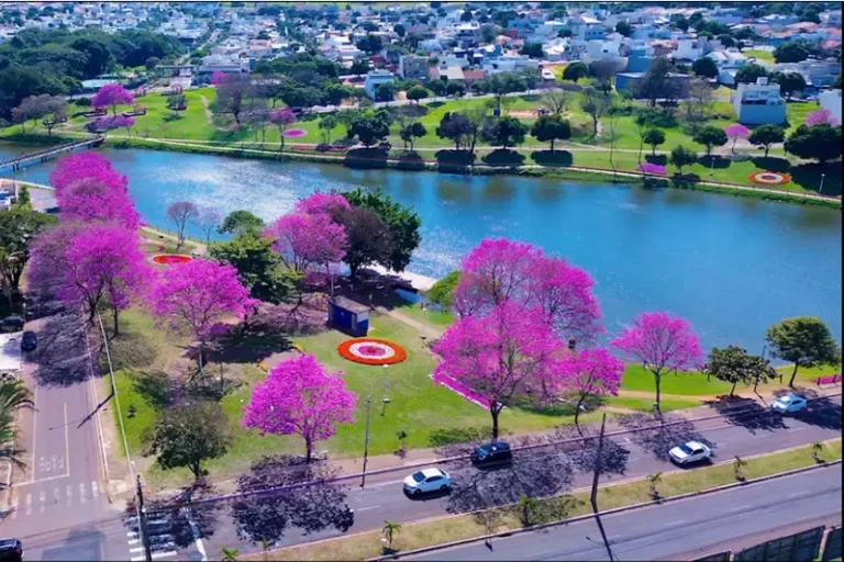 Lago Aratimbó encanta com florada dos ipês-rosa e vídeo alcança quase 190 mil visualizações