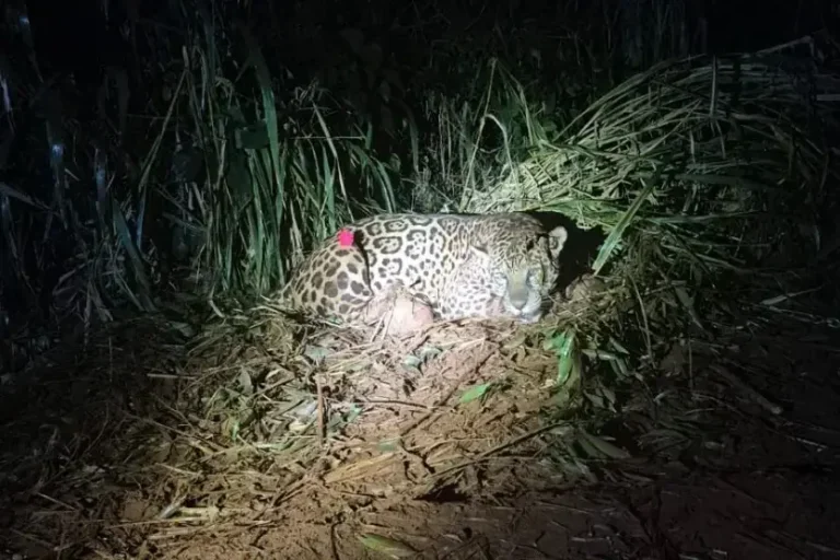 Capturada por força-tarefa, saiba qual será o destino da onça-pintada de 90 kg