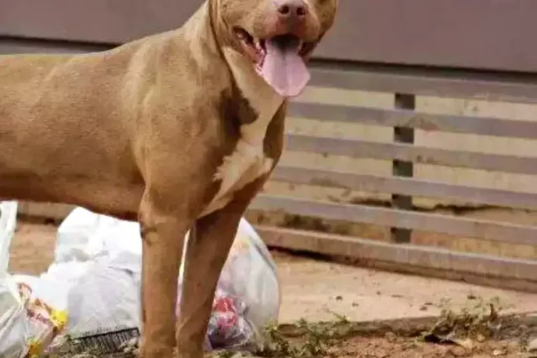 Imagem de pitbull em quintal.