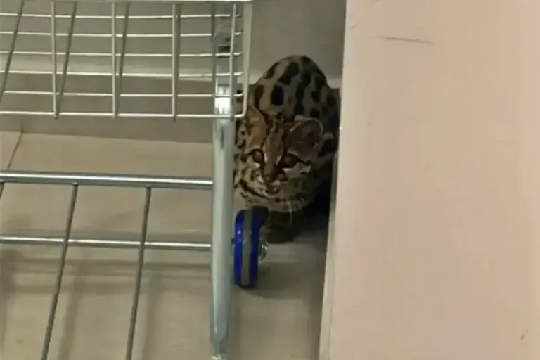 Polícia Ambiental resgata gato-maracajá encontrado em condomínio no Paraná; vídeo