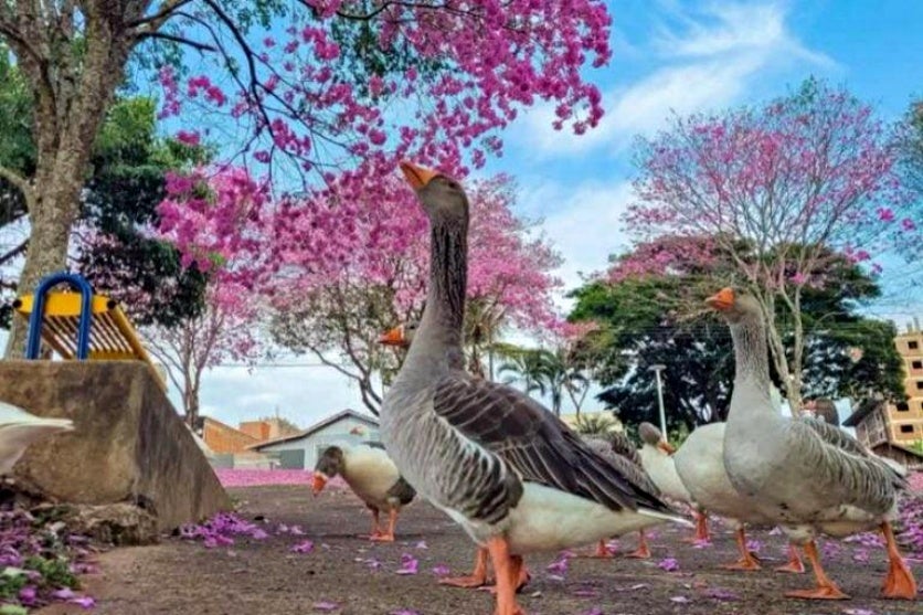 É só alegriaaa!!! Temporada dos ipês está colorindo Umuarama intensamente…