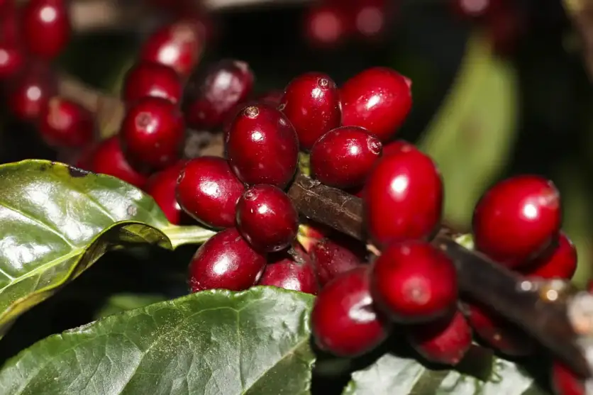 Fruto do café no pé.