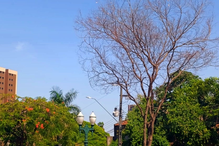 Árvore e céu de Umuarama.