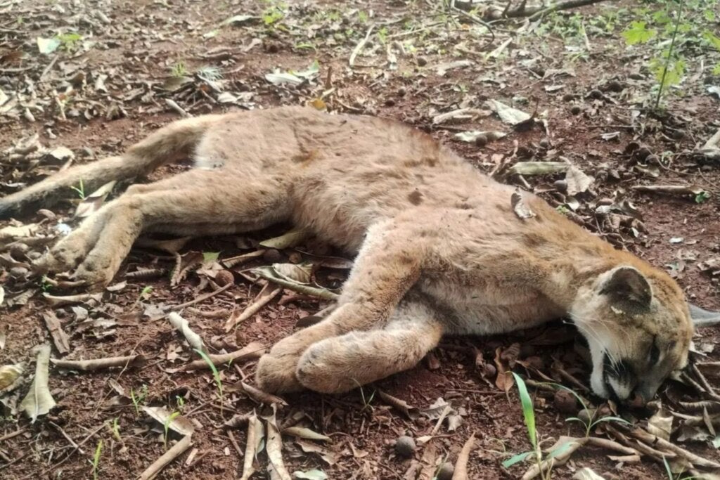Onça-parda é encontrada morta em propriedade rural às margens da rodovia BR-376