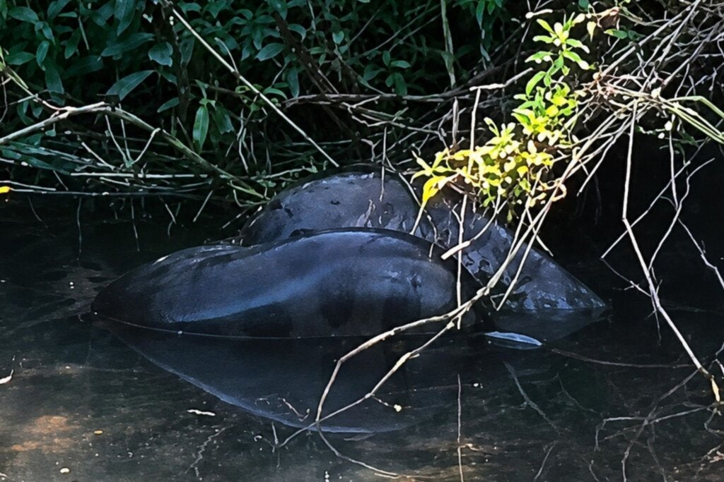 Novo flagrante de sucuri chama atenção em rio do Noroeste do Paraná; com vídeo
