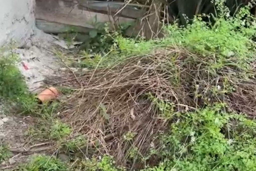 Bebê recém-nascida é encontrada dentro de sacola no quintal de casa no Paraná; vídeo