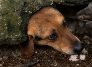 Cachorro com a cabeça presa em muro.