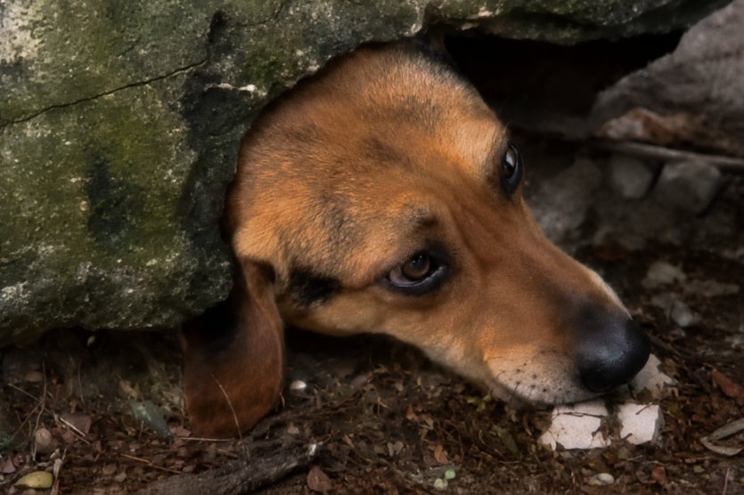 Cachorro com a cabeça presa em muro.