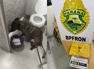 Cão Nero e a droga que ele encontrou na Rodoviária de Umuarama.