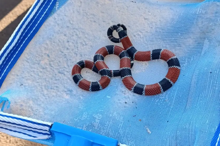Defesa Civil de Iporã captura cobra-coral verdadeira encontrada dentro de piscina; vídeo