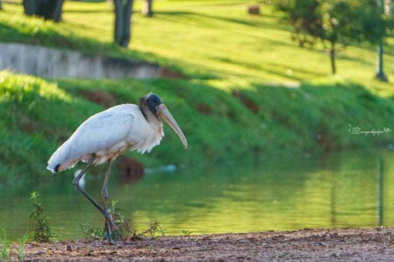 O Lago Aratimbó tem os gorjeios sonoros e melodiosos de pássaros maravilhosos!