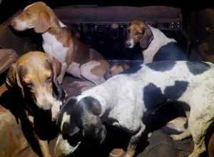 Polícia Ambiental e Comav flagram 8 caçadores com espingarda e 7 cães em Brasilândia do Sul