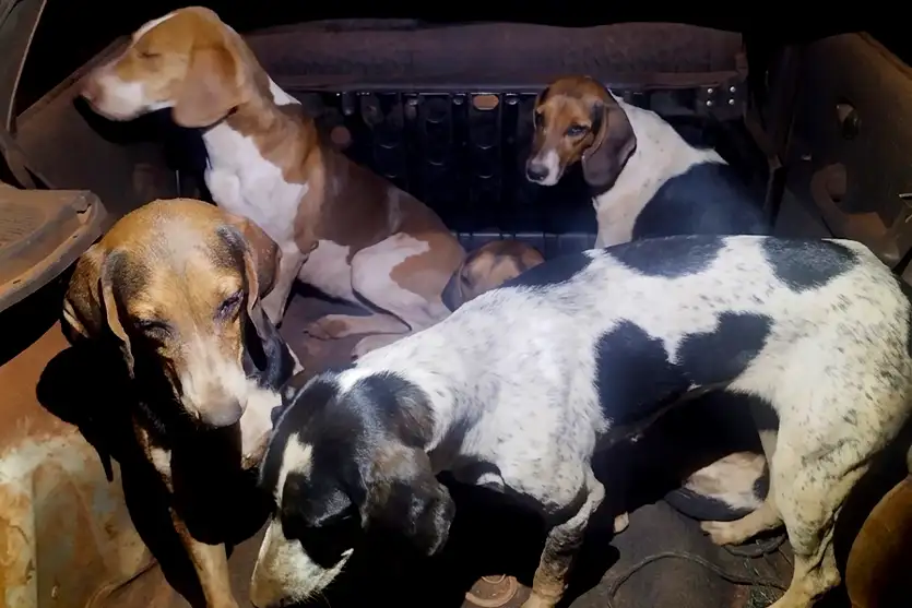 Polícia Ambiental e Comav flagram 8 caçadores com espingarda e 7 cães em Brasilândia do Sul