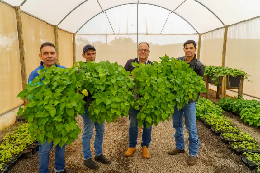 Projeto distribui mudas livres de vírus para ampliar produção de batata-doce em Umuarama