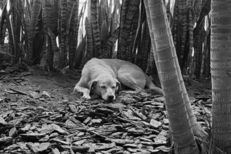 Cão Gabriel, querido pela IFPR Umuarama.