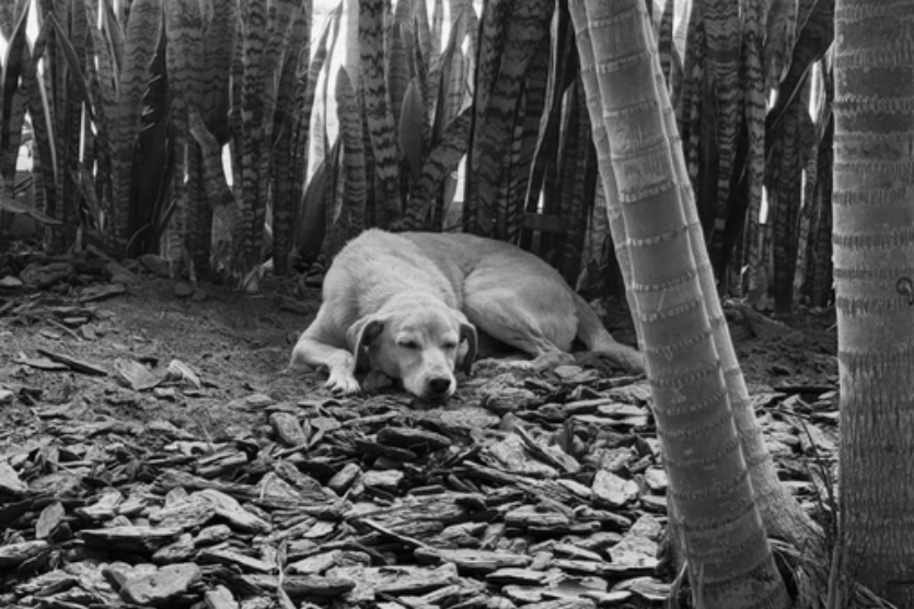 Cão Gabriel, querido pela IFPR Umuarama.