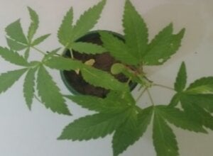 Pé de maconha no quintal, ameaça de morte ao pai e destruição levam rapaz à prisão