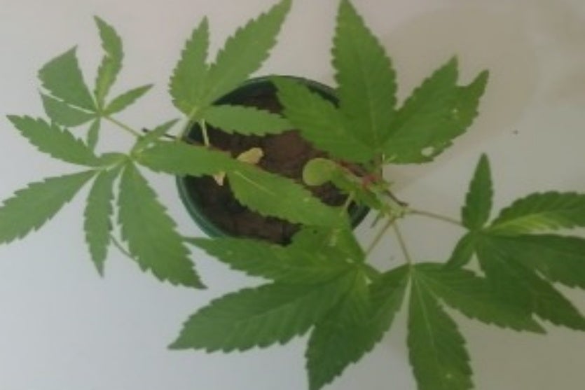 Pé de maconha no quintal, ameaça de morte ao pai e destruição levam rapaz à prisão