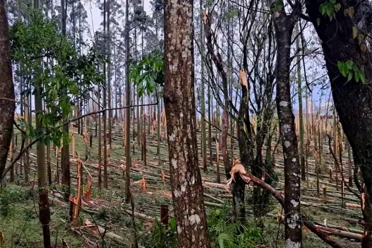 Vídeo mostra rastro de tornado em Espigão; fenômeno também ocorreu em Francisco Alves
