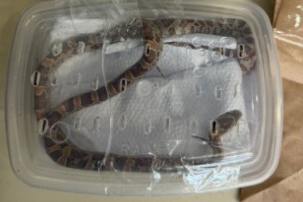 Serpentes enviadas de Umuarama em encomenda geram multas de R$ 8,6 mil