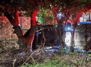 Corpo carbonizado é encontrado em terreno e identidade da vítima ainda é mistério em Goioerê