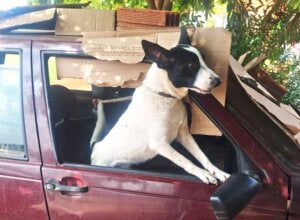 PCPR encontra cão amarrado em veículo e resgata 39 animais vítimas de maus-tratos
