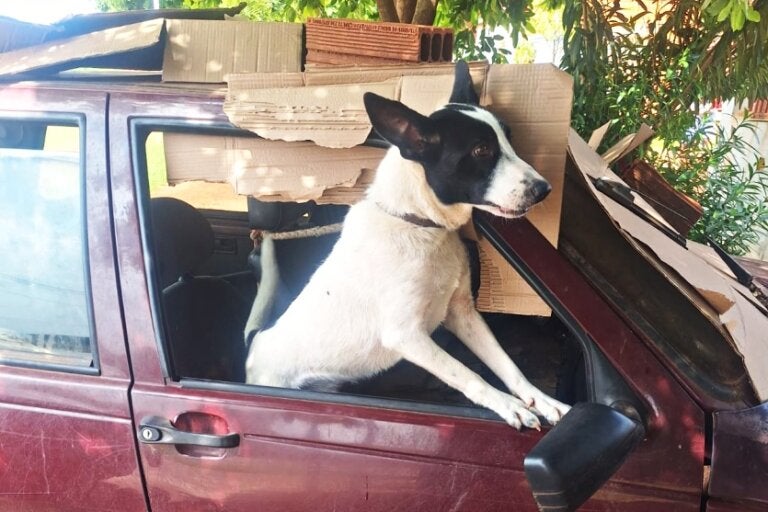 PCPR encontra cão amarrado em veículo e resgata 39 animais vítimas de maus-tratos