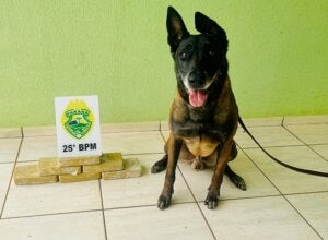 Após denúncias, cão da PM localiza 6,2 kg de crack em veículo na zona rural de Perobal