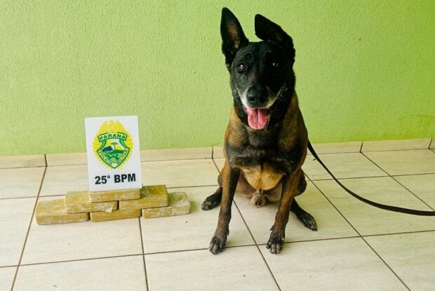 Após denúncias, cão da PM localiza 6,2 kg de crack em veículo na zona rural de Perobal