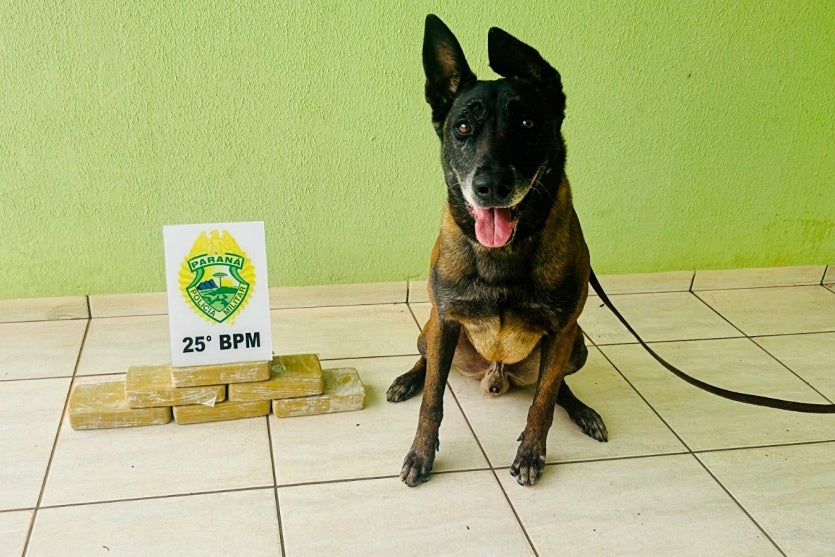 Após denúncias, cão da PM localiza 6,2 kg de crack em veículo na zona rural de Perobal