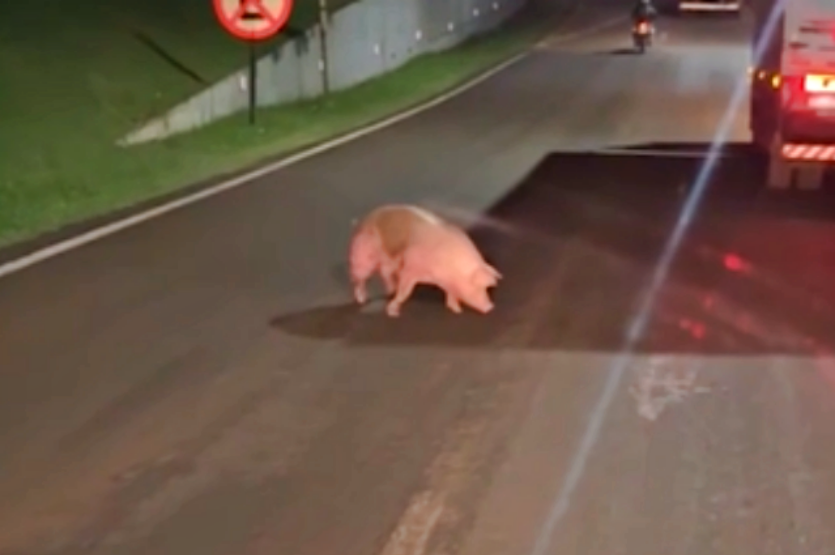 Câmera flagra momento em que porco cai de caminhão e fica andando pela rodovia