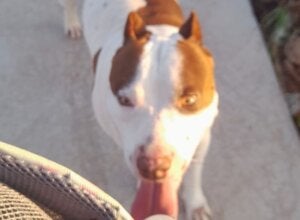 Presença de cachorro solto gera alerta em Umuarama após ataque fatal em outra cidade do Paraná